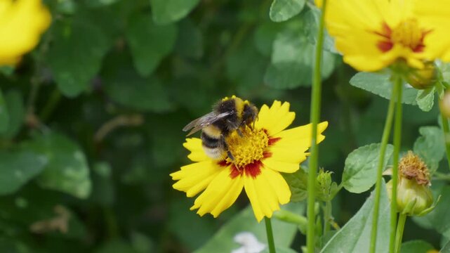 Bee visits yellow flower with red center. Green leaves surround the bloom. Bee moves slowly, collecting nectar. Nature's quiet pollination moment. Ideal for gardening. Insects bees mothers day floral