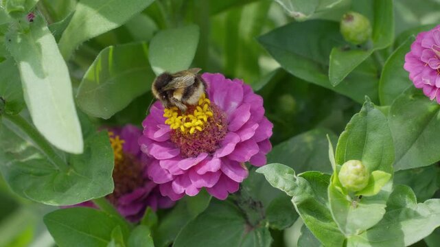 Bee lands gently on a bright pink flower. Yellow center contrasts vivid petals and green leaves. Another bee buzzes nearby, unaware of the moment. Lush garden scene. Insects bees mothers day floral