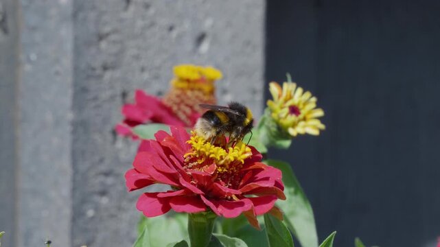 Bee rests on vibrant pink flower. Sunlight glints off its fuzzy body. It gathers nectar from yellow center. Green leaves frame the blooming flower. Insects bees mothers day floral