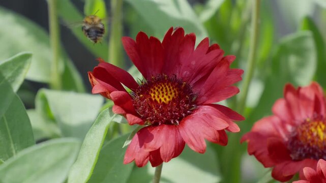 Red daisy-like flowers sway gently in sunlight. Bee hovers, then lands to collect nectar. Green leaves frame the blossoms softly. Natural pollination scene in a garden. Insects bees mothers day floral