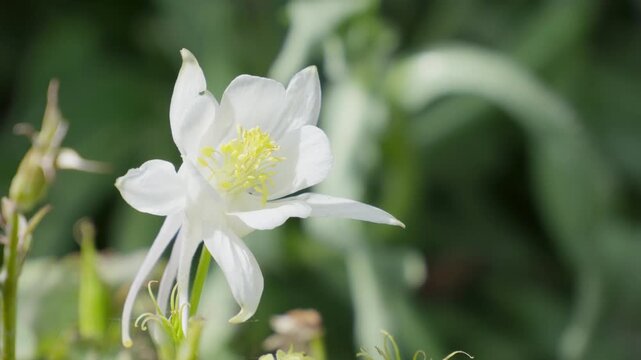 White flower blooms softly in garden. Petals curve gently, petals glow white. Center holds bright yellow pollen. Green background softly blurred. Insects bees mothers day floral