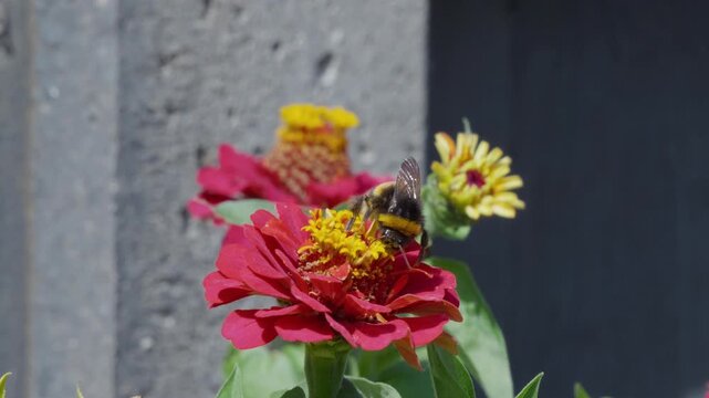 Bees hover near vibrant zinnias. Sunlight glints on petals and fuzzy bodies. Background shows blurred gray concrete. Natural pollinators collect nectar from blossoms. Insects bees mothers day floral