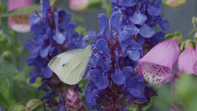 White butterfly hovers near purple blooms. Soft petals glow in gentle garden light. Pink foxgloves frame the scene beside. Insect seeks nectar on blooming flowers.