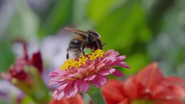 Bees gather nectar from pink zinnia petals. One bee lands gently, another hovers nearby. Green leaves blur softly in background. Natural pollination process captured in detail. Insects bees