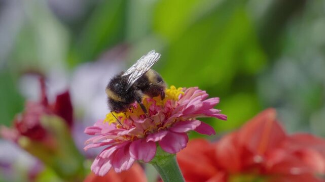 Bee gathers nectar from a pink zinnia bloom. Background shows soft green foliage and other flowers. Animal is a working pollinator in a garden setting. Insects bees