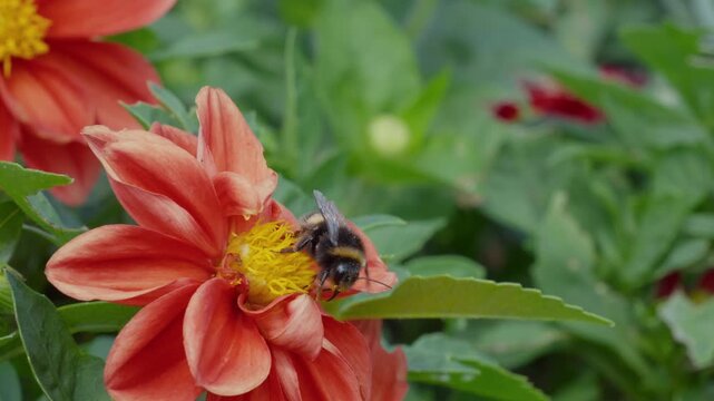 Bumblebee lands on a bright orange dahlia bloom. It buzzes, collecting nectar from the center. Petals curve gently around its fuzzy body. Insects bees mothers day floral
