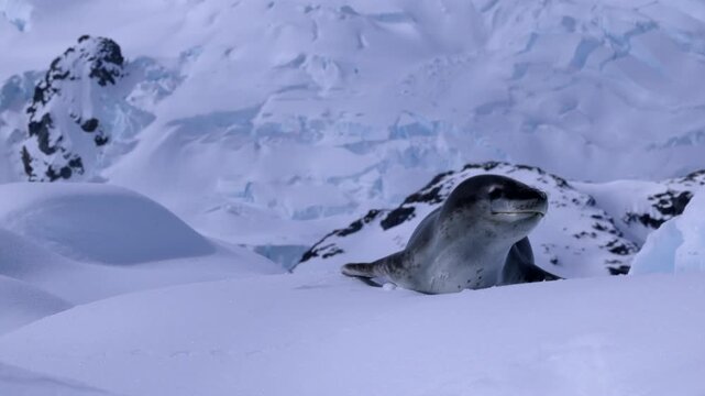 A Leopard Seal Lies on an Iceberg then Sits up and Looks Straight Towards the Camera as the Zodiak Glides Around it