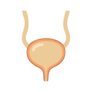 Human Urinary Bladder Anatomy Vector Illustration Isolated on White Background