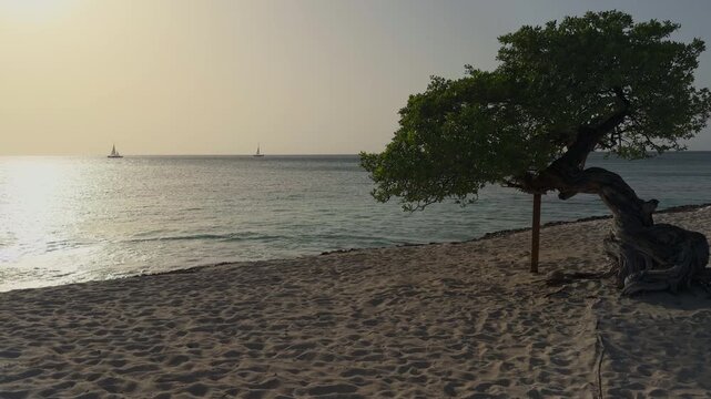 Aruba Fofoti tree during sunset with sailboats in the background and calm Caribbean Sea waters