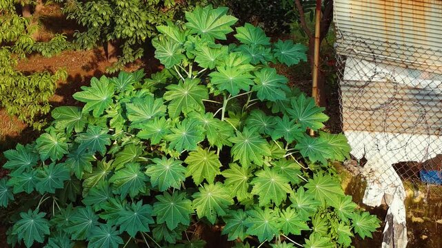 Dense castor bean plant displays large green palmate leaves growing outdoors.