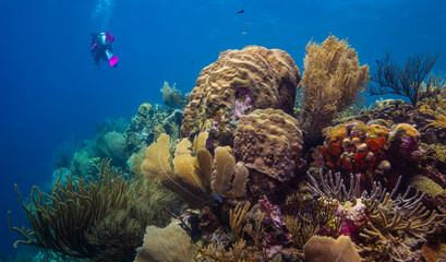 A Diver for Scale of Coral at Oostpunt, Curaçao © Kevin Drew Davis