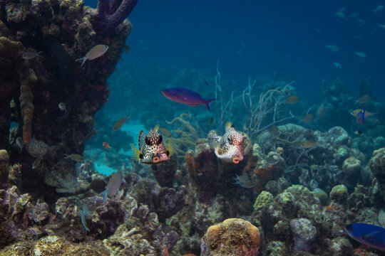 Pair of Trunkfish in Cura&ccedil;ao 1