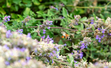  hummingbird hawk-moth (Macroglossum stellatarum) is a remarkable day-flying insect known for its striking resemblance to a tiny hummingbird © Brian Scantlebury