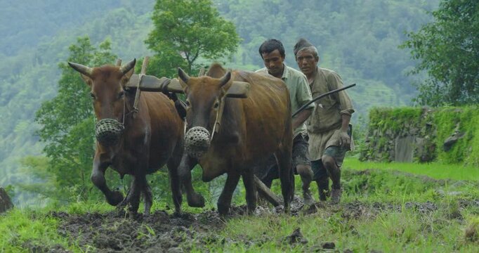 Sindhupalchowk, Nepal, Drone tracks a pair of yoked oxen through muddy terraced paddy fields during rice planting season led by a Nepalese farmer wearing a traditional Dhaka topi from back