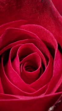 Beautiful rose flower blooming time lapse isolated on black background.