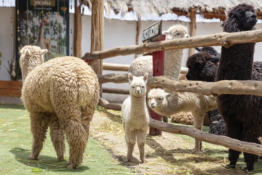 Alpaca and Llama Farm, near Cusco, Peru