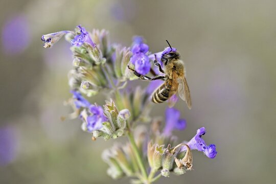 Western honey bee (Apis mellifera), feeding on nectar from a catmint (Nepeta faassenii) flower, Meienberg, Canton of Aargau, Switzerland