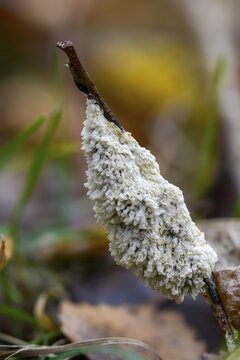 Didymium mucilago, didymium spongiosum, dog sick slime mould, grubby cushion, mucilago crustacea, foam mold, slime mold, white egg slime mold, meadow slime mold, villus slime mold, high size, portrait format