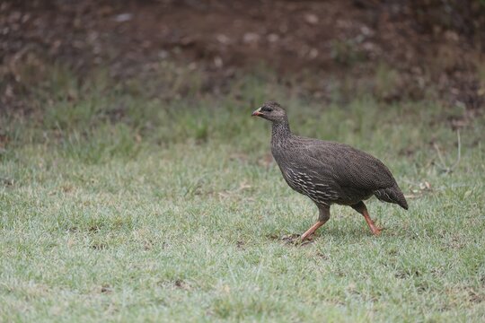 Cape Francolin (Pternistis capensis), adult, running, foraging, Karoo Desert Botanic Garden, Worcester, Western Cape, South Africa