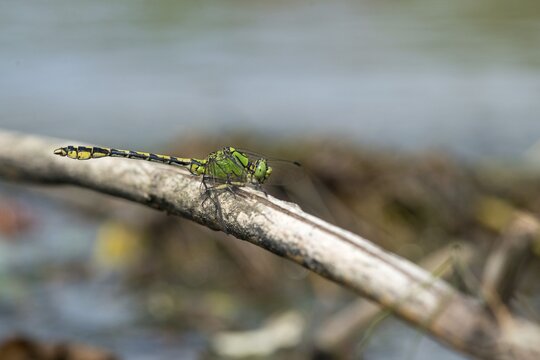 Green culbtail, green snaketail, green wedge, ophiogomphus cecilia, anisoptera, damselflies, dragonflies, insects, dragonflies, odonata