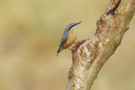 Eurasian nuthatch (Sitta europaea) sitting on a hazelnut trunk, Animals, Birds, Siegerland, North Rhine-Westphalia, Germany