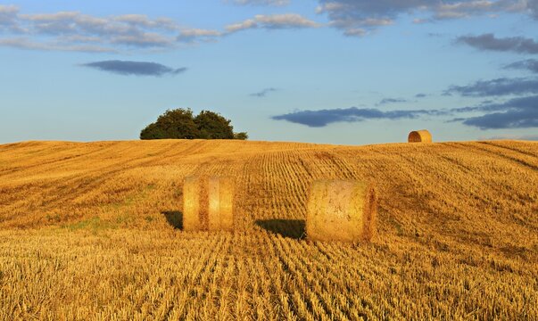 Typical hilly landscape with copses, stubble field with round straw bales, summer landscape under blue sky with (cumulus) clouds, evening light, Uckermark, Brandenburg, Germany