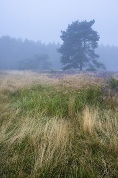 Flowering heather (Calluna vulgaris) with pine trees on a foggy morning in the Ahlhorner Heide, Ahlhorn, Lower Saxony, Germany