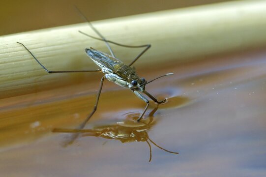 Aquarius najas, stream strider, gerris najas, heteroptera, river skater, black-backed strider, water strider, insects, bugs