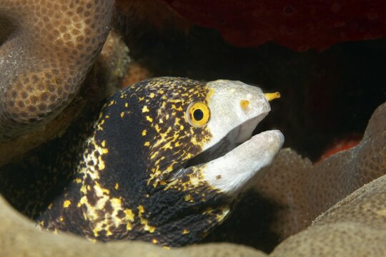 Star-spotted moray eel, also known as star moray eel or snowflake moray eel (Echidna nebulosa), looks out of its hiding place, Red Sea, Gota Abu Ramada, Hughada, Egypt