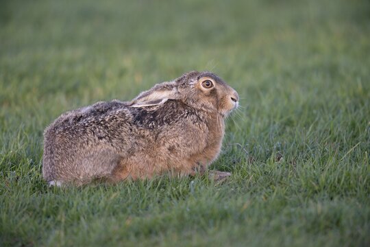 Hare (Lepus europaeus), Texel, Province of North Holland, The Netherlands