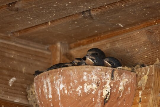 Barn swallow (Hirundo rustica) five juvenile baby birds in a nest in summer, England, United Kingdom