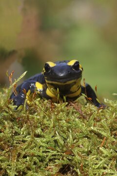 Fire salamander (Salamandra salamandra), running over moss, looking into the camera, animal portrait, wildlife, North Rhine-Westphalia, Germany
