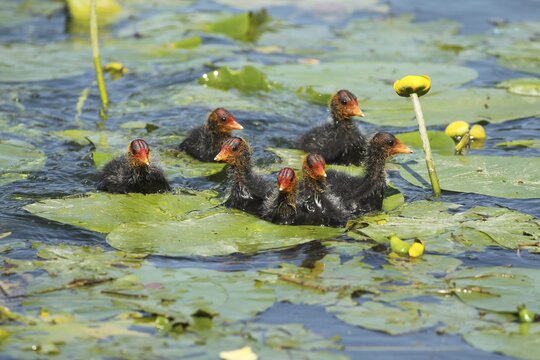 Common coot (Fulica atra) few days old young birds between yellow water-lily (Nuphar lutea) Allg&auml;u, Bavaria, Germany