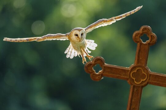 Flying barn owl (Tyto alba), Gerolstein, Rhineland-Palatinate, Germany