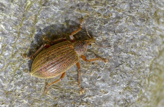 Coppery broad-nosed weevil, coppery weevil, polydrusus mollis, beetle, coleoptera, insects, beetles