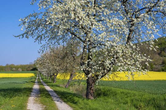 Blooming cherry trees on a rapeseed field near Bevern in the Weser Hills, Bevern, Holzminden, Lower Saxony, Germany