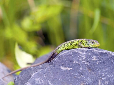 Sand lizard (Lacerta agilis), male, Wetzlar, Hesse, Germany