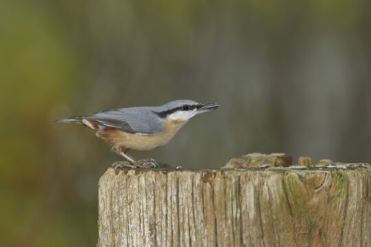 Eurasian nuthatch (Sitta europaea), sitting on a tree stump with a sunflower seed in its beak at a garden feeder, Wilden, North Rhine-Westphalia, Germany