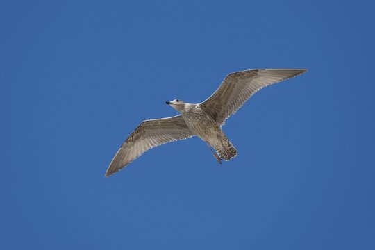 Herring Gull (Larus argentatus), in flight, juvenile, Mecklenburg-Western Pomerania, Germany