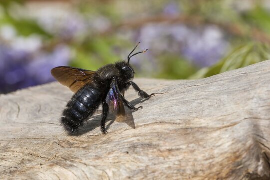 Apidae, bees, blue wood bee, large wood bee, hymenoptera, violet-winged wood bee, xylocopa violacea, insects, insects, violet carpenter bee