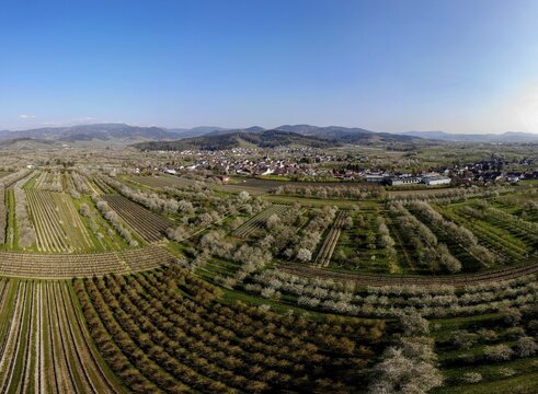 Village view with blossoming cherry trees, aerial view, panorama, M&ouml;sbach, Black Forest, Ortenau district, Baden-W&uuml;rttemberg, Germany