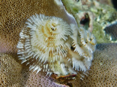 White, spiral-shaped worms, Indo-Pacific Christmas tree worm (Spirobranchus corniculatus), on a brown coral under water, dive site Pidada, Penyapangan, Bali, Indonesia