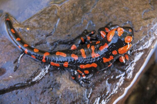 Fire salamander, salamandra salamandra, amphibians, amphibians, caudata, amphibians, amphibians, red, tail amphibians