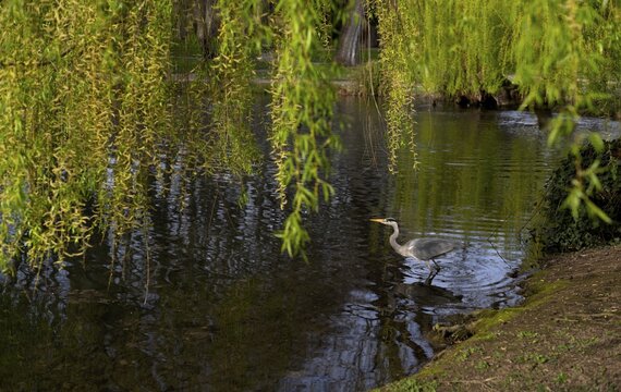 Grey heron (Ardea cinerea) fishing in pond under weeping willow, Stuttgart, Baden-W&uuml;rttemberg, Germany
