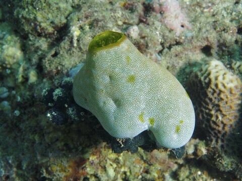 Green Urn Sea Squirt (Didemnum molle) on the solid seabed underwater, Prapat dive site, Penyapangan, Bali, Indonesia
