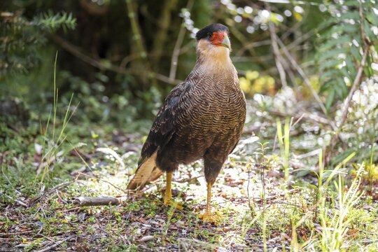 Crested Caracara (Caracara plancus), Pumal&iacute;n Douglas Tompkins National Park, Ruta de los Parques, Patagonia Verde, Los Lagos, Chile