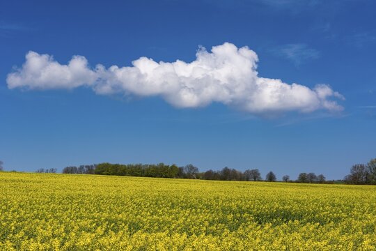 Rape field with blue sky and clouds, R&uuml;gen, Bergen, Mecklenburg-Western Pomerania, Germany