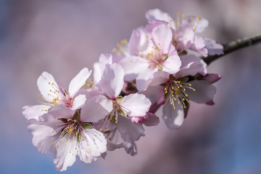 Almond blossom (Prunus dulcis), Gimmeldingen, Rhineland-Palatinate- Germany
