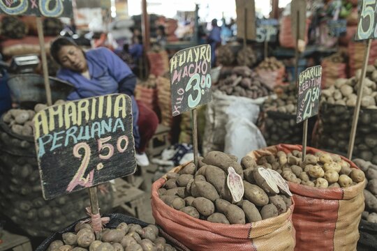 Potato variety, Mercado Mayorista, Huancayo, Peru