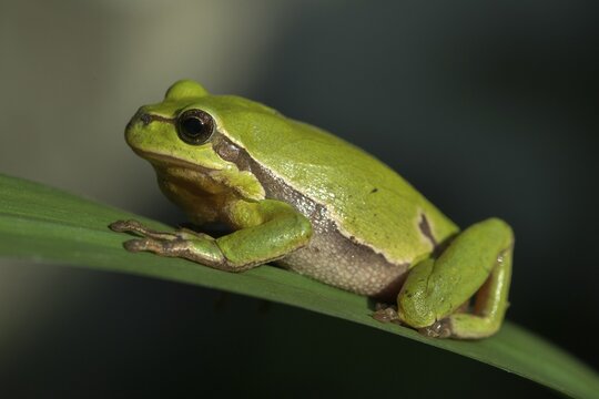European tree frog, hyla arborea, tree frog, amphibians, amphibians, amphibians
